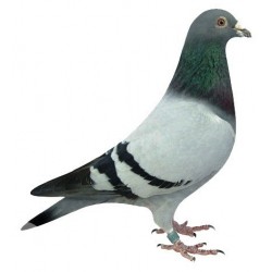 Léger Portable Moineau Oiseau Pigeon Caille Humane Live Attraper Net Piège  Chasse Maille 49X30cm Couleur: Vert 